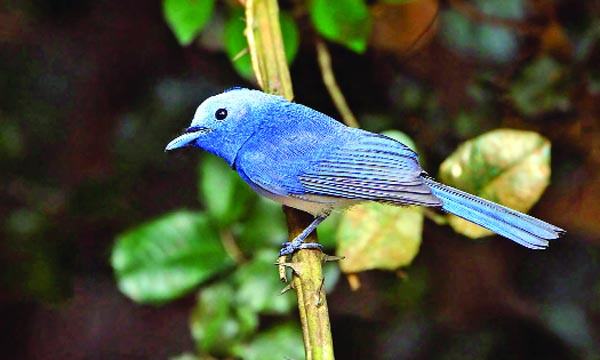 কালো-ঘাড় রাজন