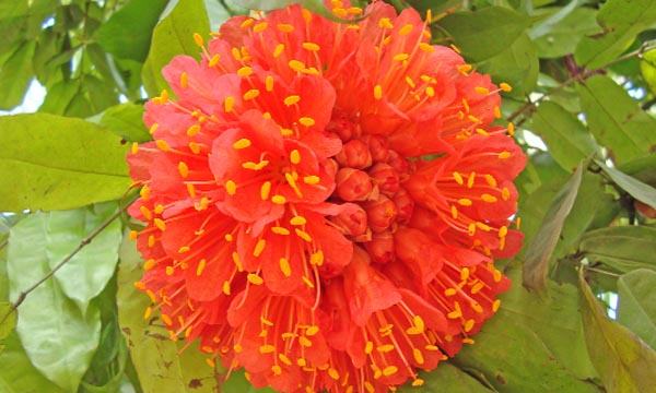 লোহিতাভ ফুল