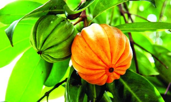 কাউফল-১