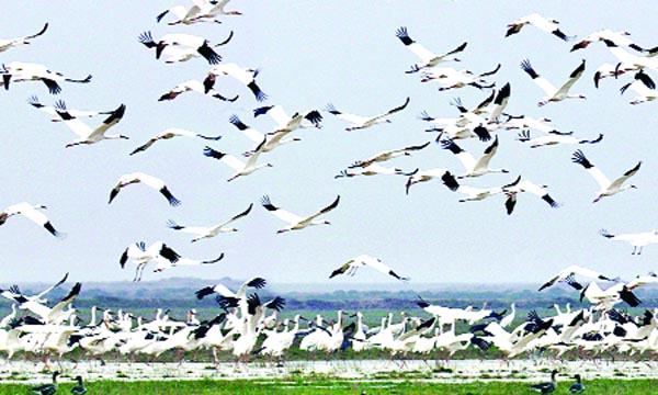 বিশ্বের সবচেয়ে বড় পাখি অভয়াশ্রম