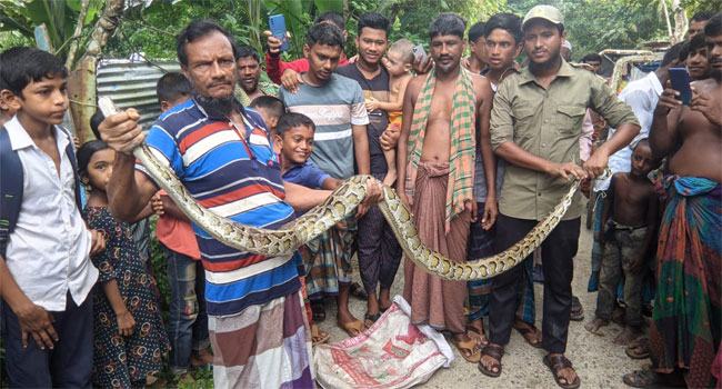 পাথরঘাটায় ২০ কেজি ওজনের অজগর উদ্ধার