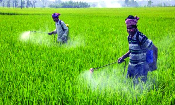 চৌগাছায় আমনক্ষেতে পোকার আক্রমণ