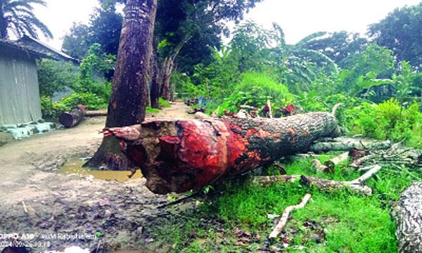 আগৈলঝাড়ায় পাউবোর গাছ বিক্রি করলেন যুবদল নেতা