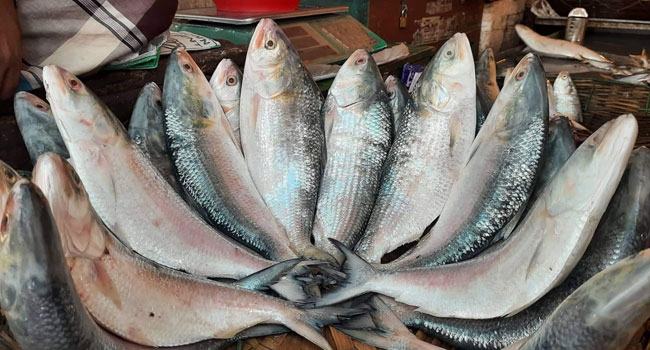 ভরা মৌসুমেও ইলিশের দাম চড়া