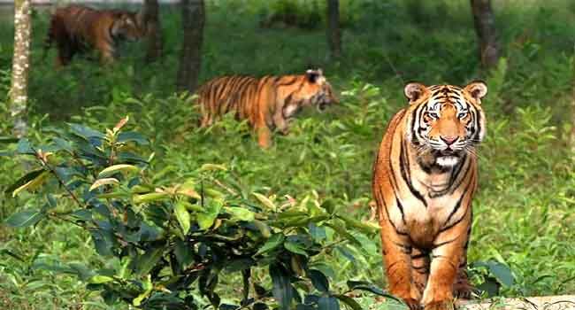 সুন্দরবনে বেড়েছে বাঘ : জরিপের ফলাফল ঘোষণা ৮ অক্টোবর