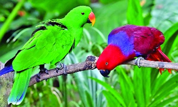 টিয়া পাখি