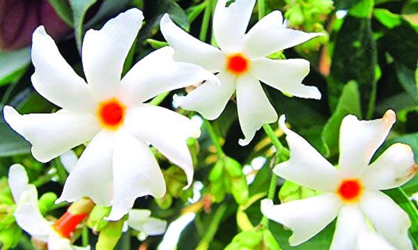 শিউলি