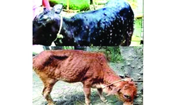 চৌগাছায় ছড়িয়ে পড়েছে গরুর লাম্পি স্কিন রোগ