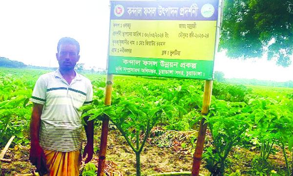 চুয়াডাঙ্গায় ২২ টন ওলকচু উৎপাদনের আশা কৃষকের