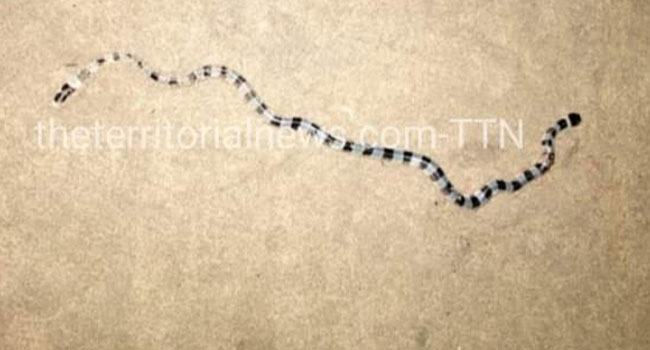 কক্সবাজার সৈকতে বিরল প্রজাতির সামুদ্রিক সাপ