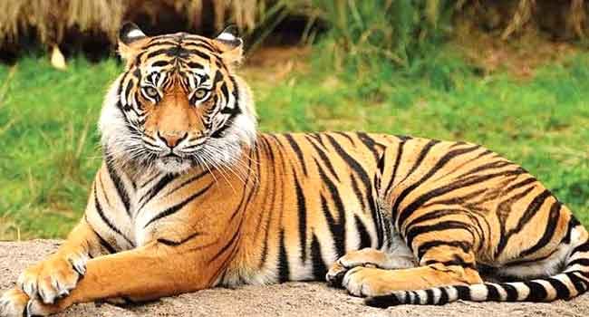 সুন্দরবনে ৬ বছরে বাঘ বেড়েছে ১১টি