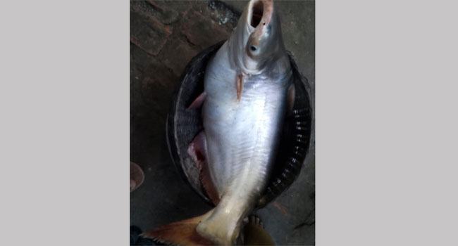 মির্জাগঞ্জে এক পাঙ্গাশের দাম ১২০০০ টাকা