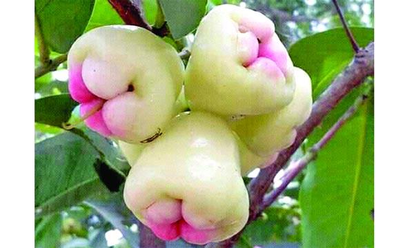 জামরুল-১
