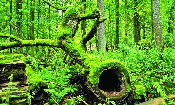 বিশ্ব ঐতিহ্য বায়ালোউইয়েজা বন