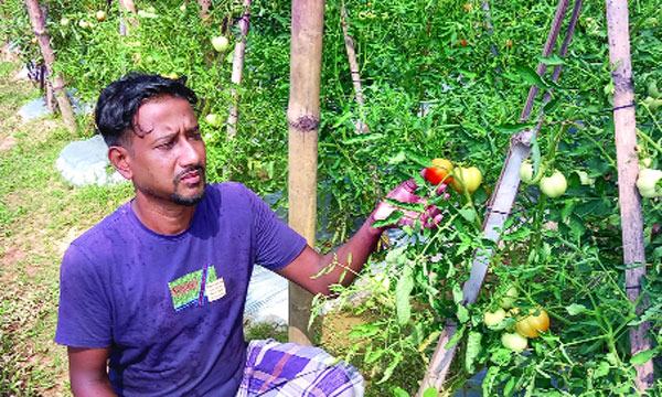 গ্রীষ্মকালীন টমেটো চাষ করে সফল মুজিবুর