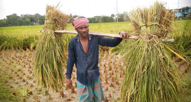আগাম ধান কাটা শুরু, কৃষকের মুখে হাসির ঝিলিক