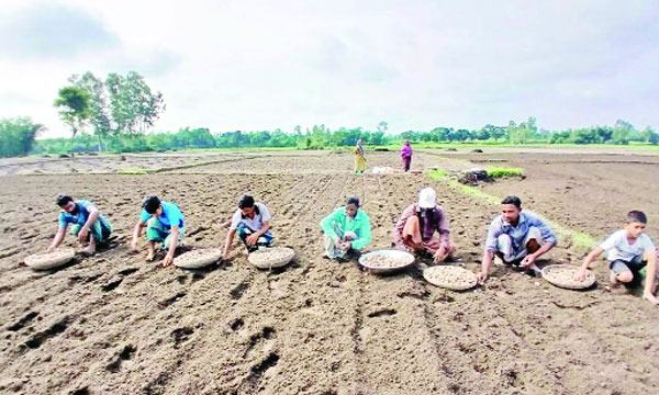 আগাম আলু চাষে ব্যস্ত সময় পার করছেন নীলফামারীর কৃষকরা