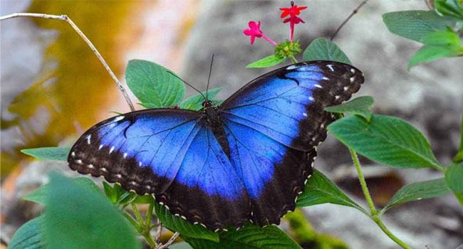 নীল রঙের প্রাণী কেন বিরল?