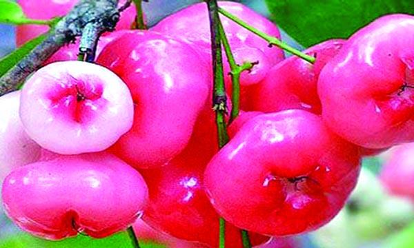 জামরুল-২