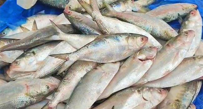 জালে যখন ইলিশ, জেলেরা তখন নিষেধাজ্ঞায় হতাশ