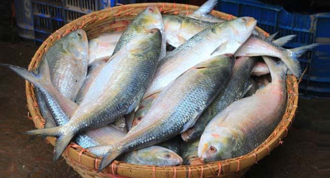 ভারতে ১১ চালানে রফতানি হলো ৫৩৩ টন ইলিশ