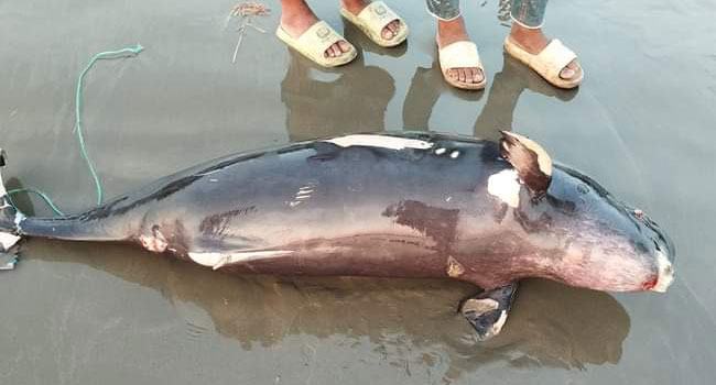 কক্সবাজারে সৈকতে ভেসে এলো মৃত ডলফিন