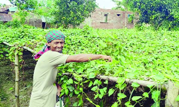 পটোল চাষে সাফল্য পোরশার আফাজ উদ্দিনের