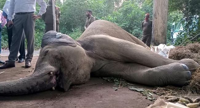 চকরিয়ায় ট্রেনের ধাক্কায় আহত হাতির মৃত্যু
