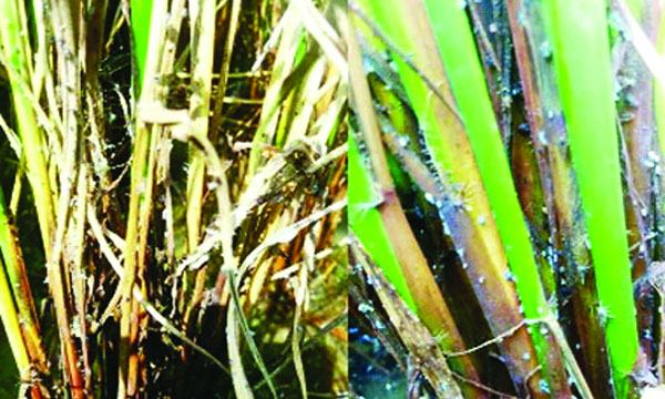 মির্জাগঞ্জ ও হোসেনপুরে আমন ক্ষেতে মাজরা পোকার আক্রমণ