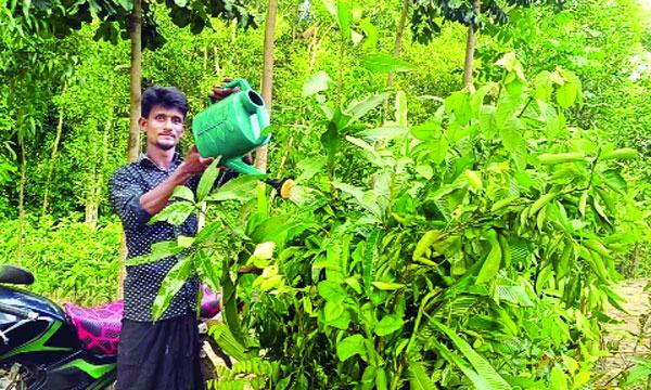 মিরসরাইয়ে নার্সারি করে স্বাবলম্বী প্রবাসফেরত সেলিম
