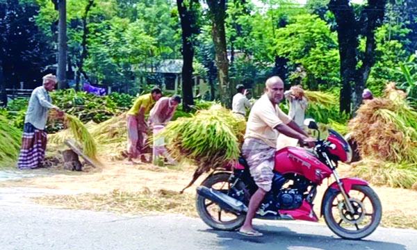 লালমিনরহাটে কাটা-মাড়াইয়ে ব্যস্ত কৃষকরা