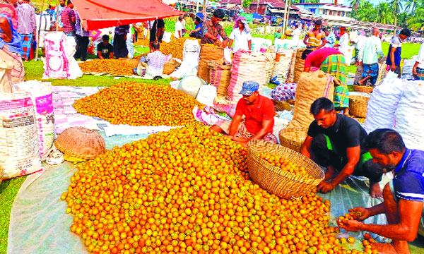 কাউখালীতে জমে উঠেছে সুপারির বাজার