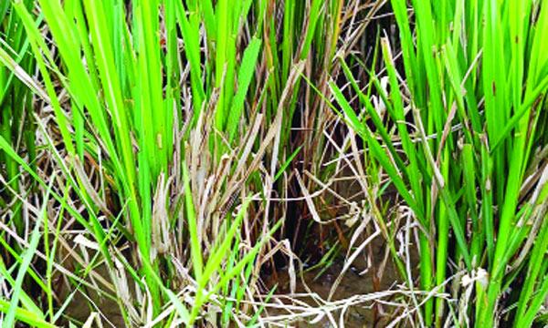 পোরশায় আমন ক্ষেতে পচন রোগ, কৃষকরা বিপাকে