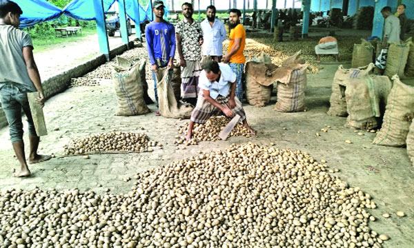 নীলফামারীতে বীজআলুর দাম বৃদ্ধি, বিপাকে কৃষকরা