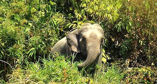 চকরিয়ায় বন্য হাতির আক্রমণে নারীর মৃত্যু