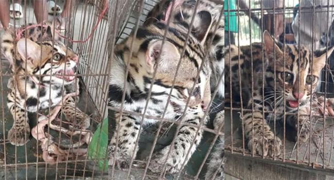 চাঁদপুরে ধরা পড়েছে বিরল প্রজাতির ৩ প্রাণি