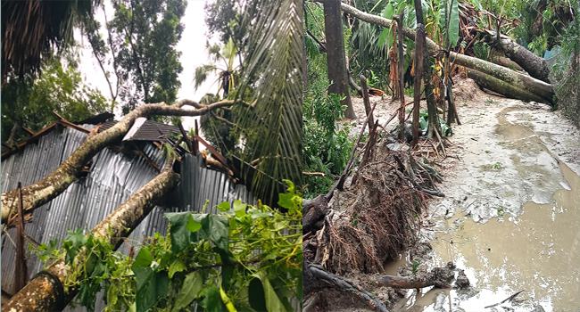 কুয়াকাটায় ঘূর্ণিঝড় দানার আঘাতে ঘরবাড়ি বিধ্বস্ত