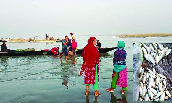 পদ্মা ও যমুনার পাড়ে ইলিশ বিক্রির জমজমাট হাট