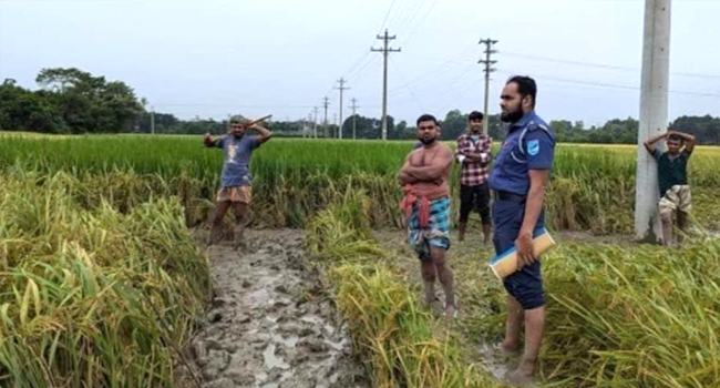 রাজবাড়ীতে ধান খেত থেকে নারীর লাশ উদ্ধার