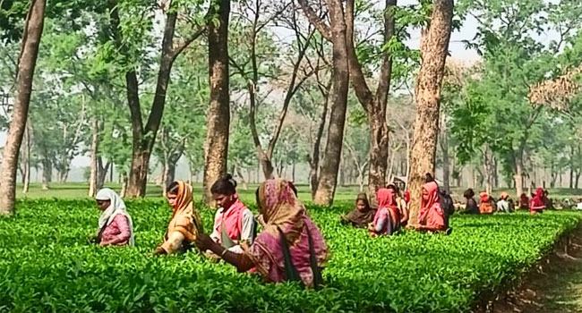 নয় মাসে উৎপাদন ছাড়ালো ৬২ মিলিয়ন মিলিয়ন কেজি