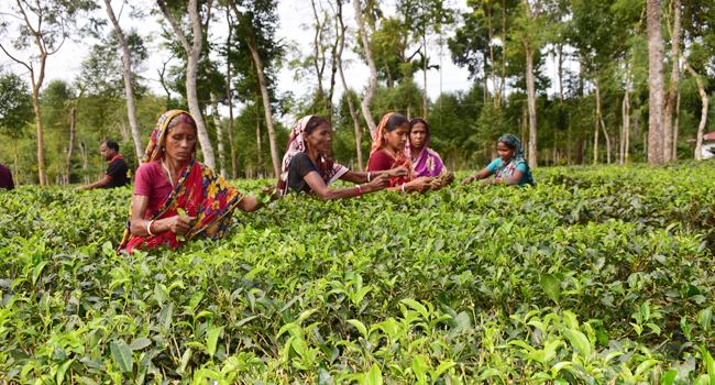 মৌলভীবাজারে দেড় মাস ধরে চা-শ্রমিকদের মজুরি বন্ধ