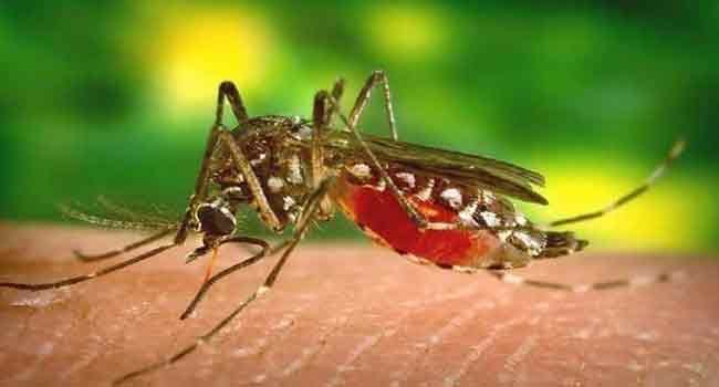 ডেঙ্গুতে আরো ৩ জনের মৃত্যু