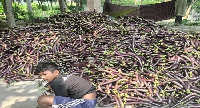 হাত ঘুরেই ৩৫ টাকার বেগুন ৭০ টাকা!