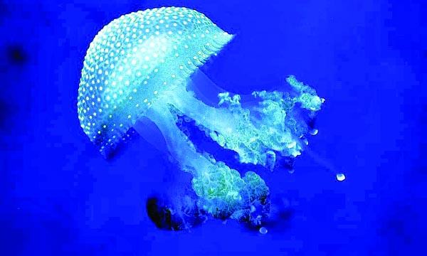 অদ্ভুত চেহারার প্রাণী মেডুসা