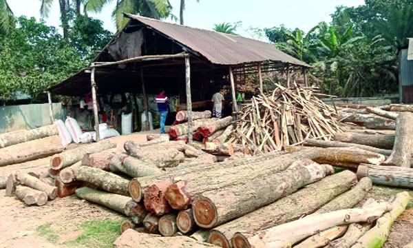 ভালুকায় শতাধিক করাতকলে অবাধে বনের গাছ চেরাই