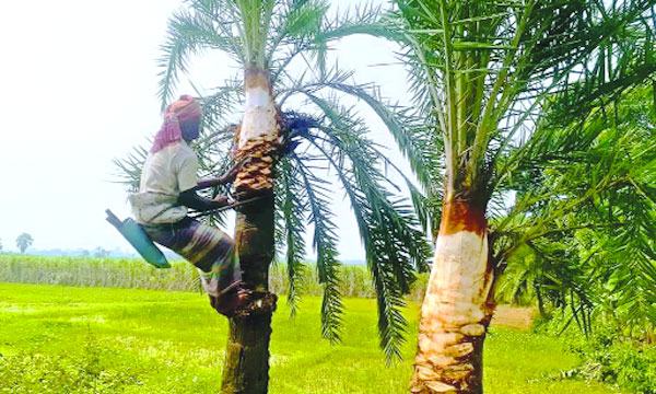 চুয়াডাঙ্গায় খেজুর গাছ প্রস্তুতিতে ব্যস্ত গাছিরা
