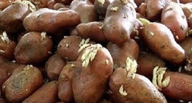 গলাচিপায় বীজ আলুর দাম চড়া ও ভয়াবহ সঙ্কট