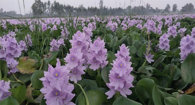 কচুরিপানা ফুলের স্নিগ্ধতায় বিমোহিত দর্শনার্থীরা