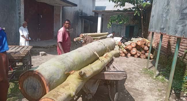 চিলাহাটি বন বিভাগের গাছ কেটে উজাড়, গ্রেফতার ১