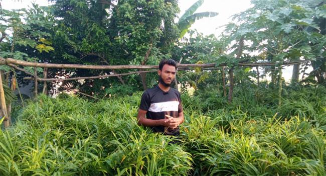 বস্তায় আদা চাষে ভাগ্য খুলেছে কলেজছাত্র আবির হাসানের